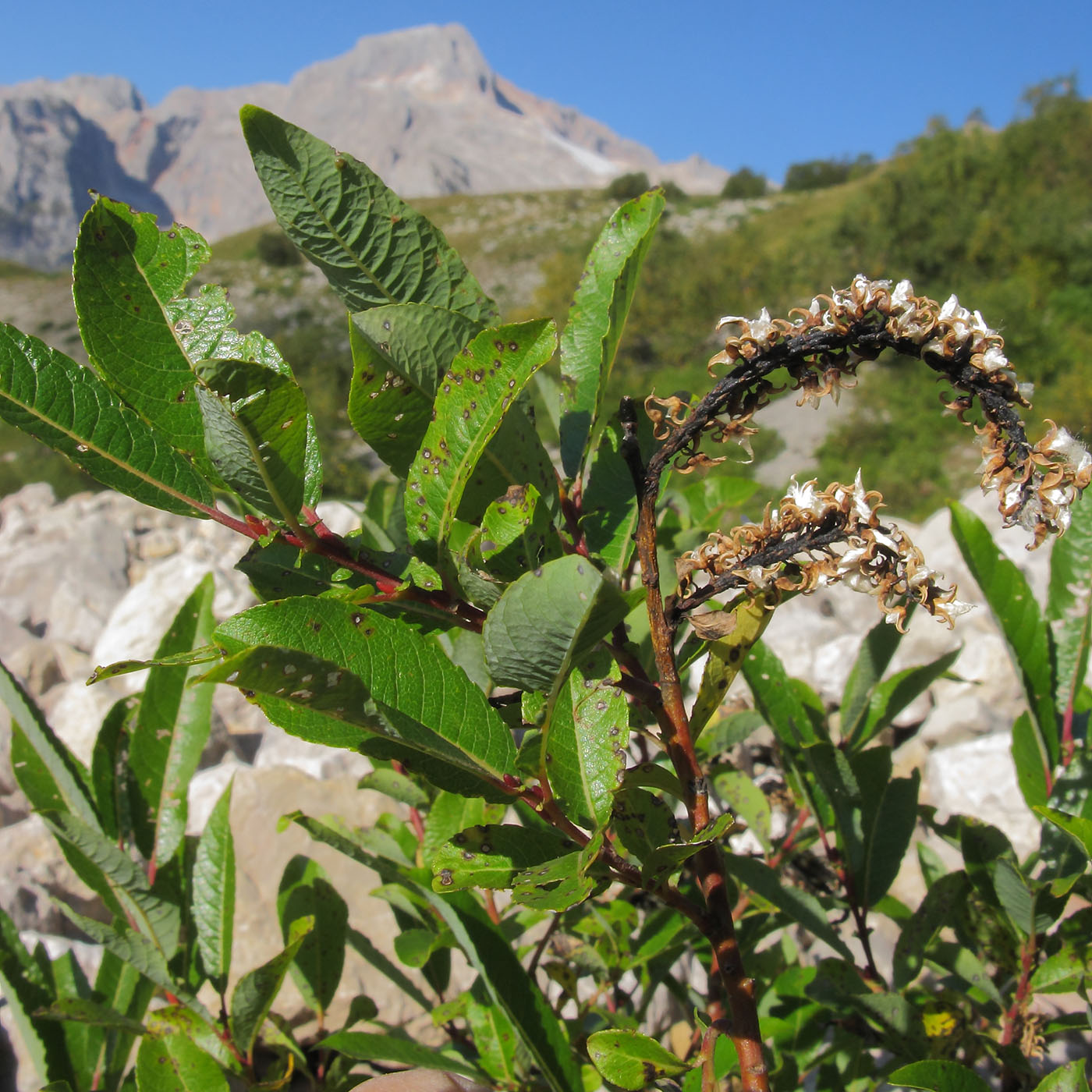 Image of Salix caucasica specimen.