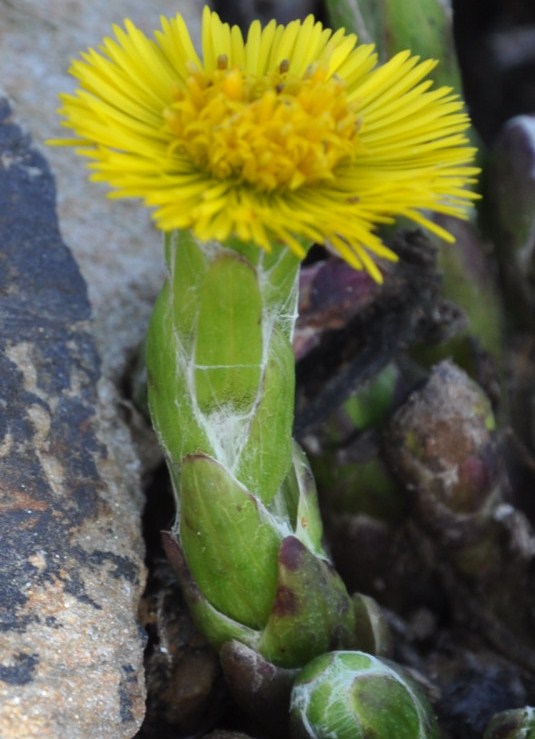 Image of Tussilago farfara specimen.