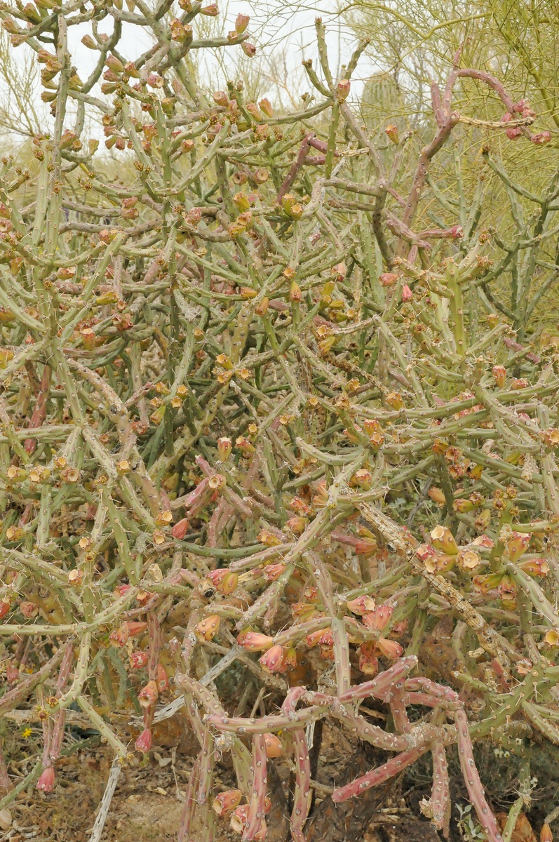 Изображение особи Cylindropuntia thurberi.