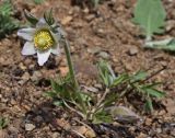 Pulsatilla dahurica. Цветущее растение. Приморский край, Шкотовский р-н, окр. пос. Штыково, правый берег р. Артёмовки, обочина дороги. 27.04.2015.