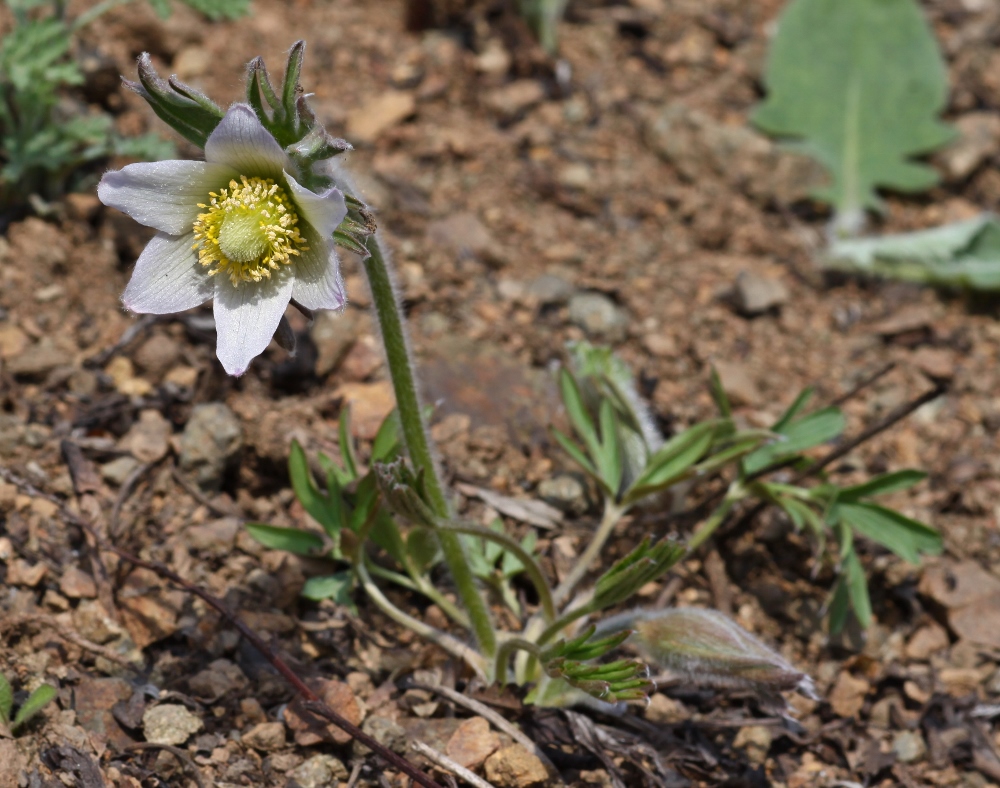 Image of Pulsatilla dahurica specimen.