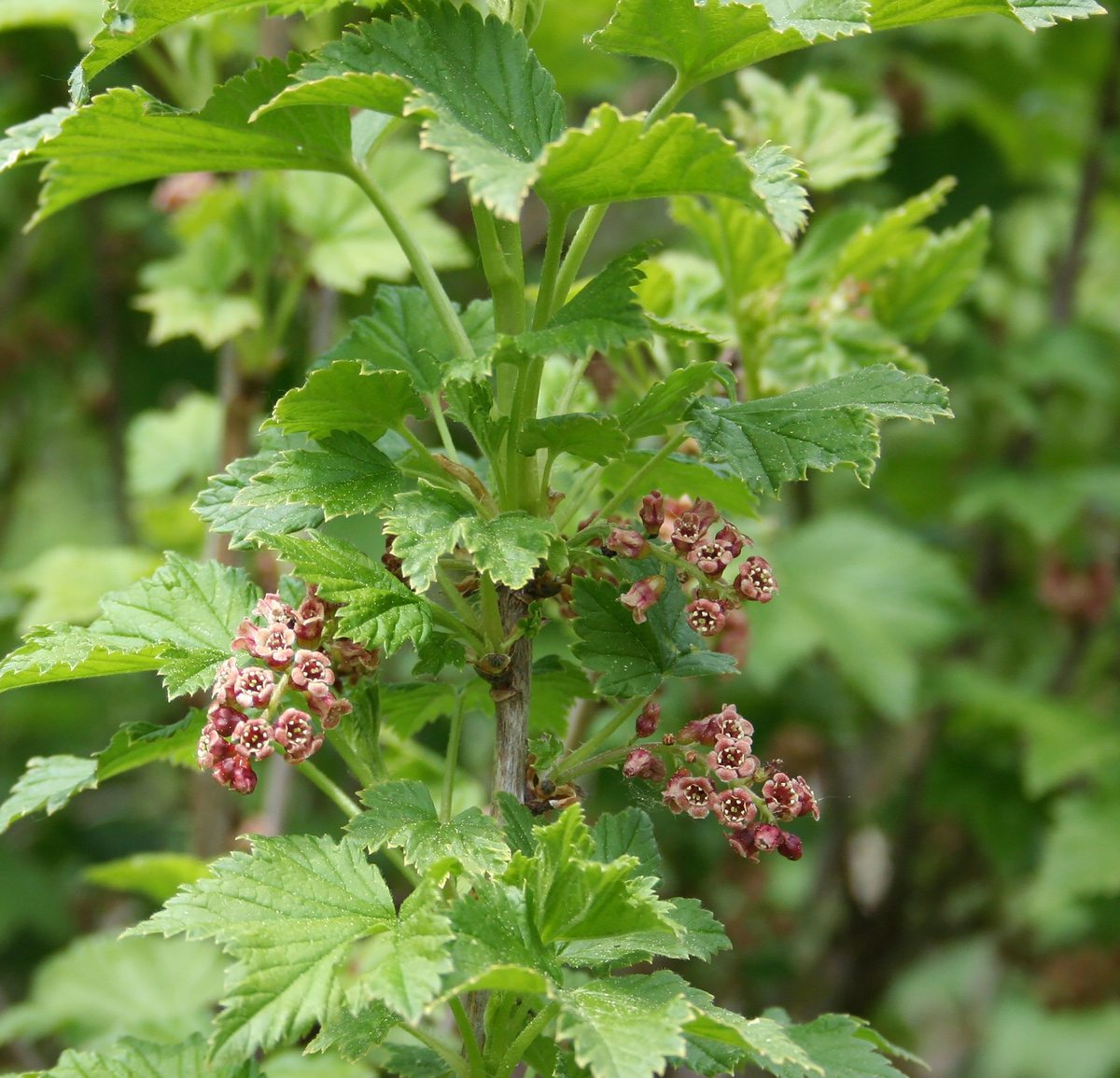 Изображение особи Ribes atropurpureum.