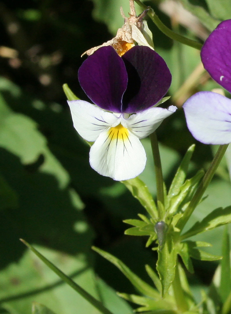 Image of Viola disjuncta specimen.