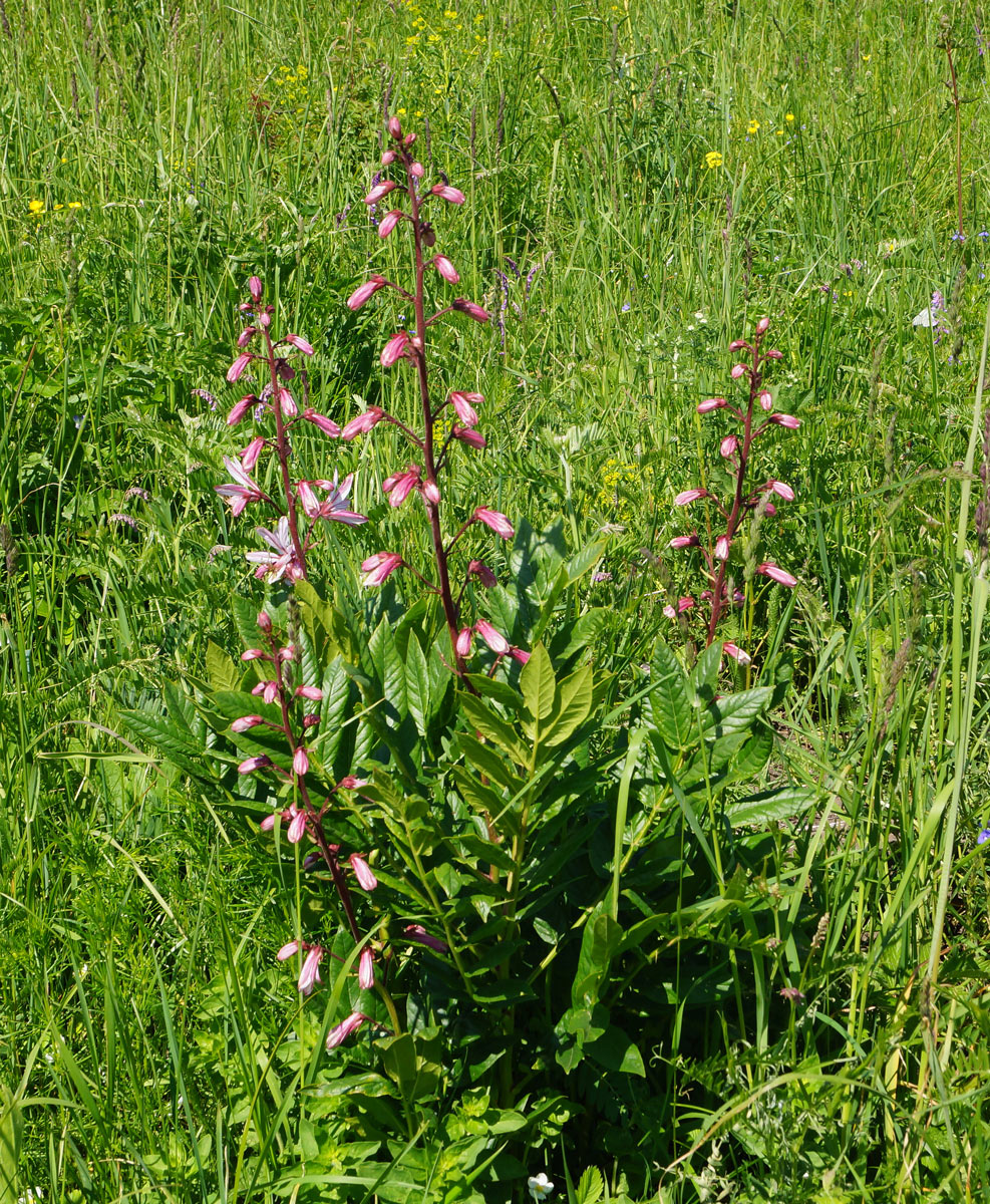 Изображение особи Dictamnus angustifolius.