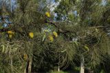 Hakea chordophylla