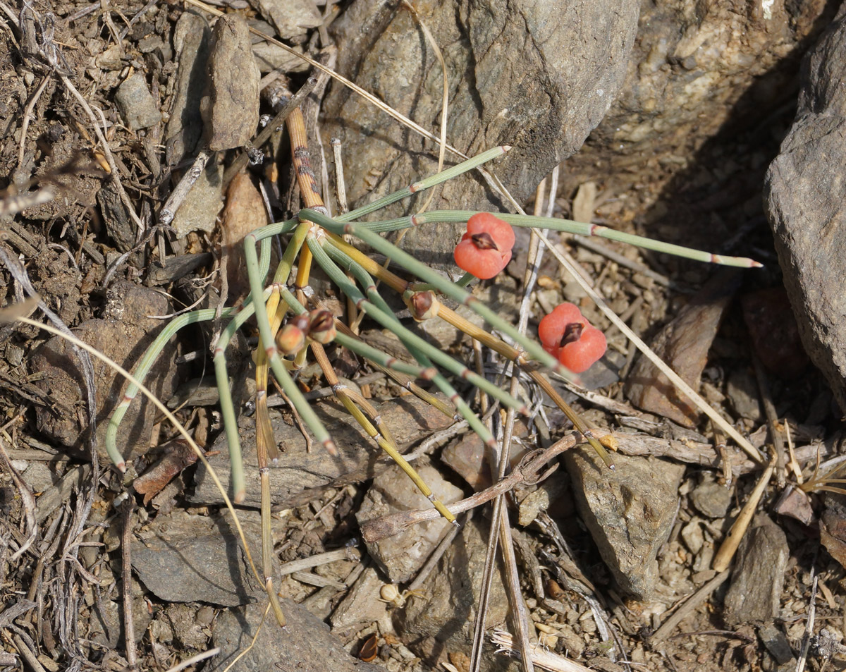 Image of Ephedra dahurica specimen.