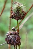 Trifolium pratense