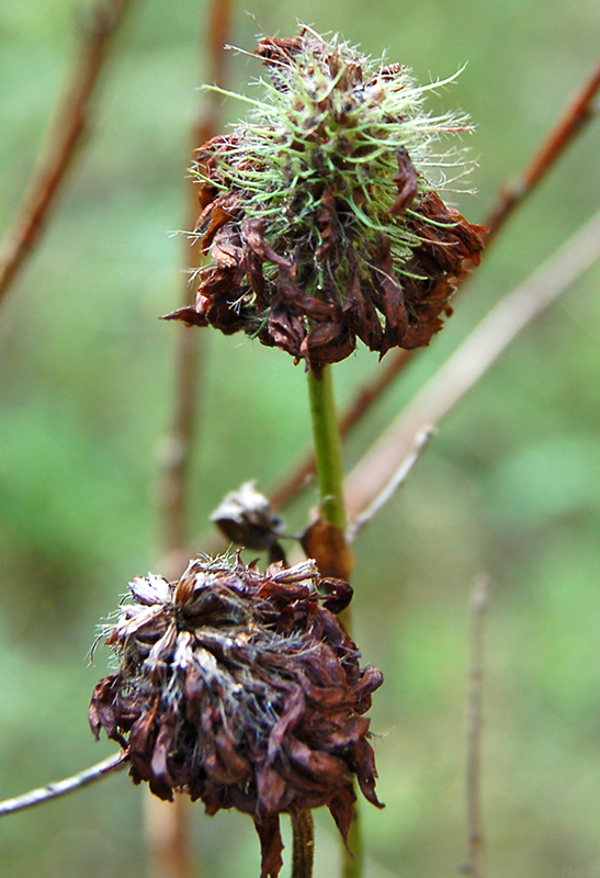 Изображение особи Trifolium pratense.