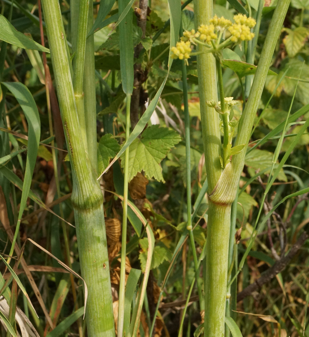 Изображение особи Levisticum officinale.