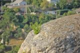 Armeniaca vulgaris. Молодое одичавшее растение на скале. Крым, г. Бахчисарай. 20 августа 2015 г.