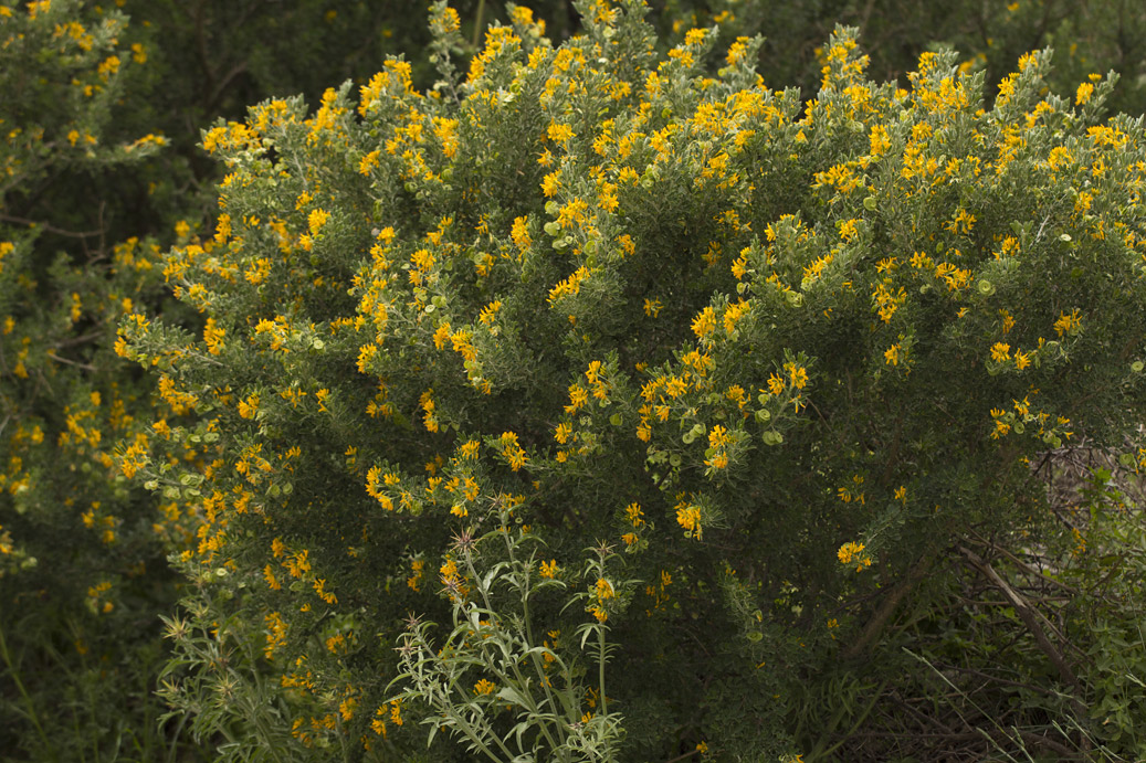 Image of Medicago arborea specimen.