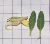 Kickxia floribunda