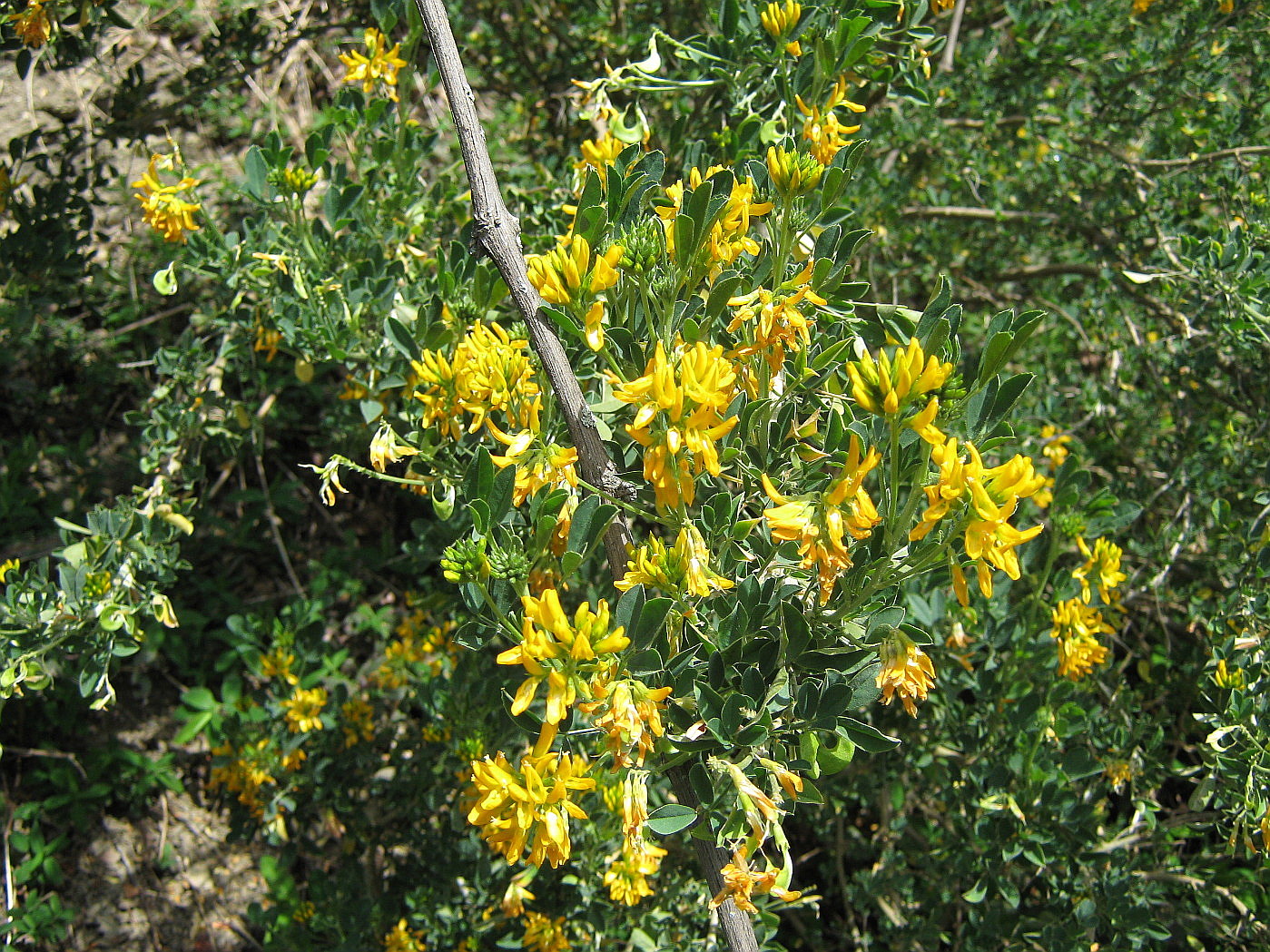 Image of Medicago arborea specimen.