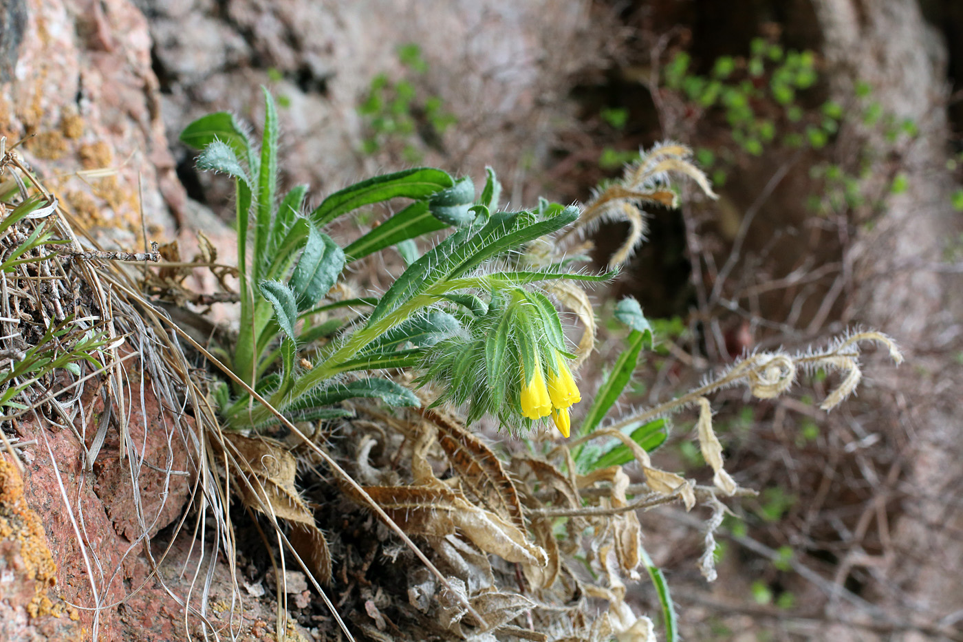 Image of Onosma irritans specimen.