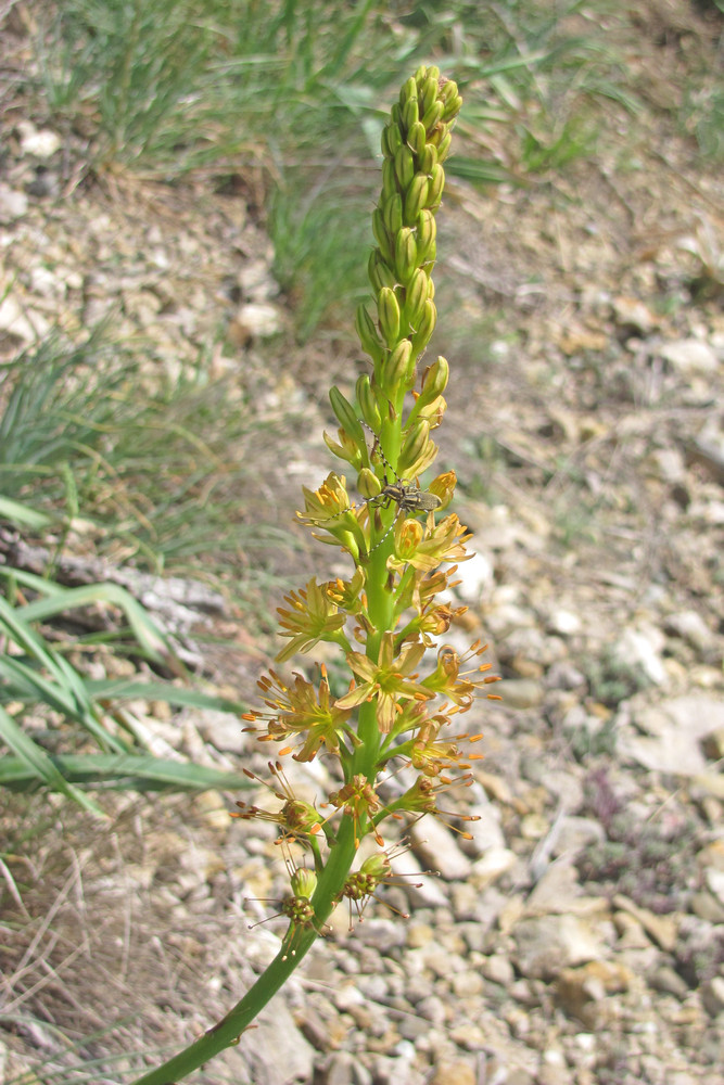 Изображение особи Eremurus jungei.