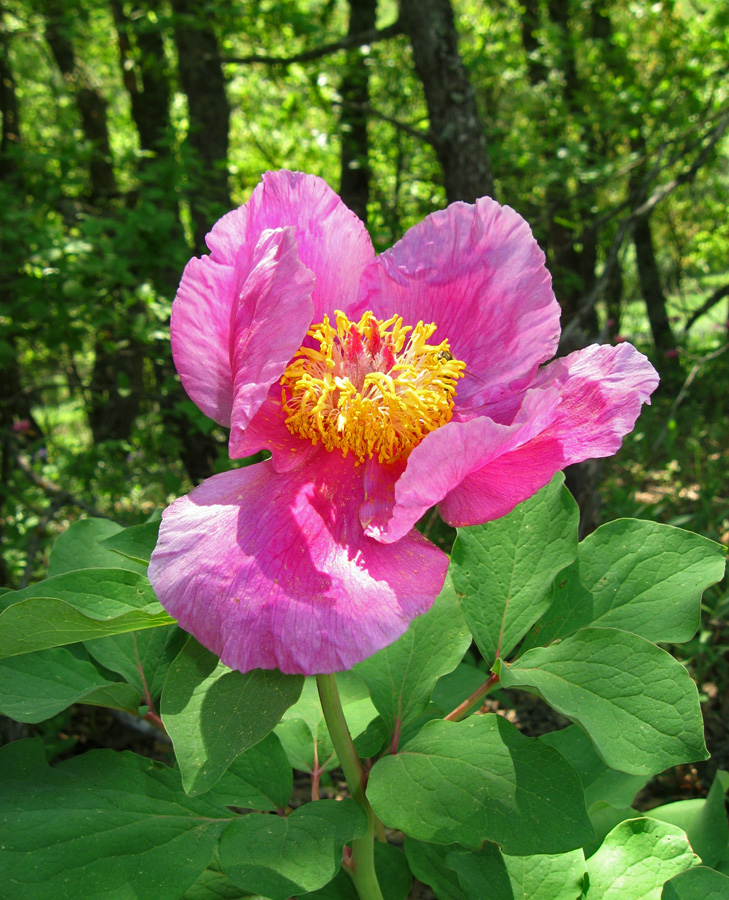 Image of Paeonia daurica specimen.