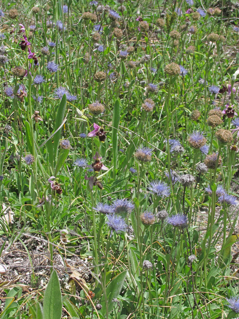 Image of Globularia trichosantha specimen.