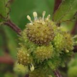 Xanthium orientale