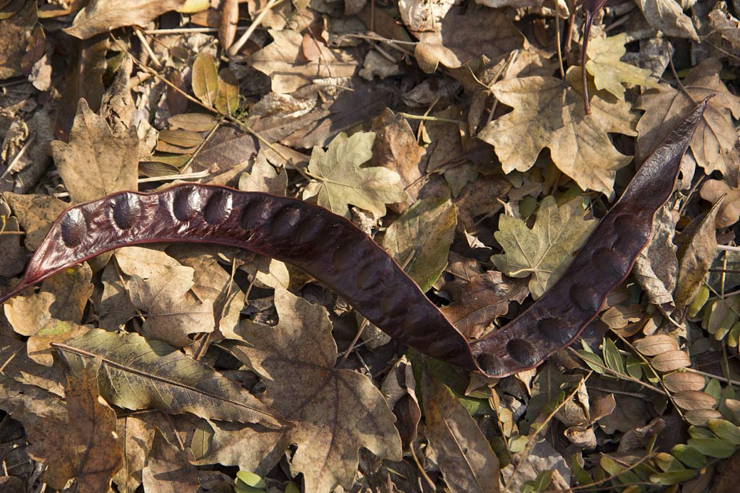 Image of Gleditsia triacanthos specimen.