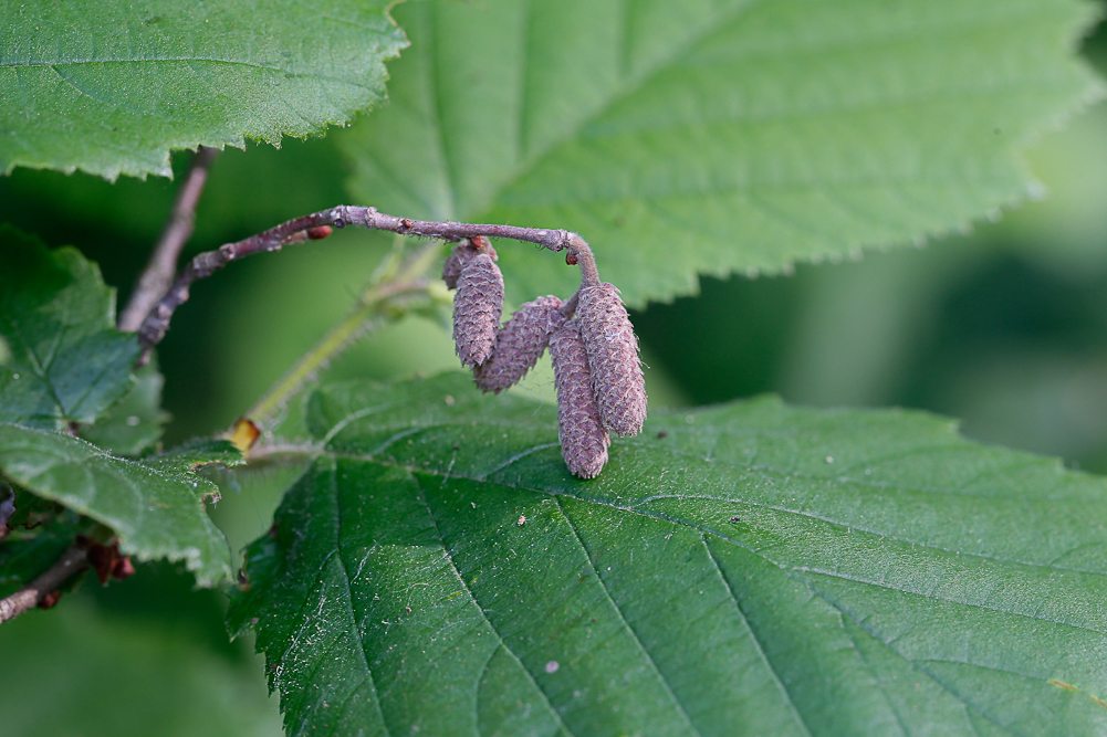 Image of Corylus avellana specimen.