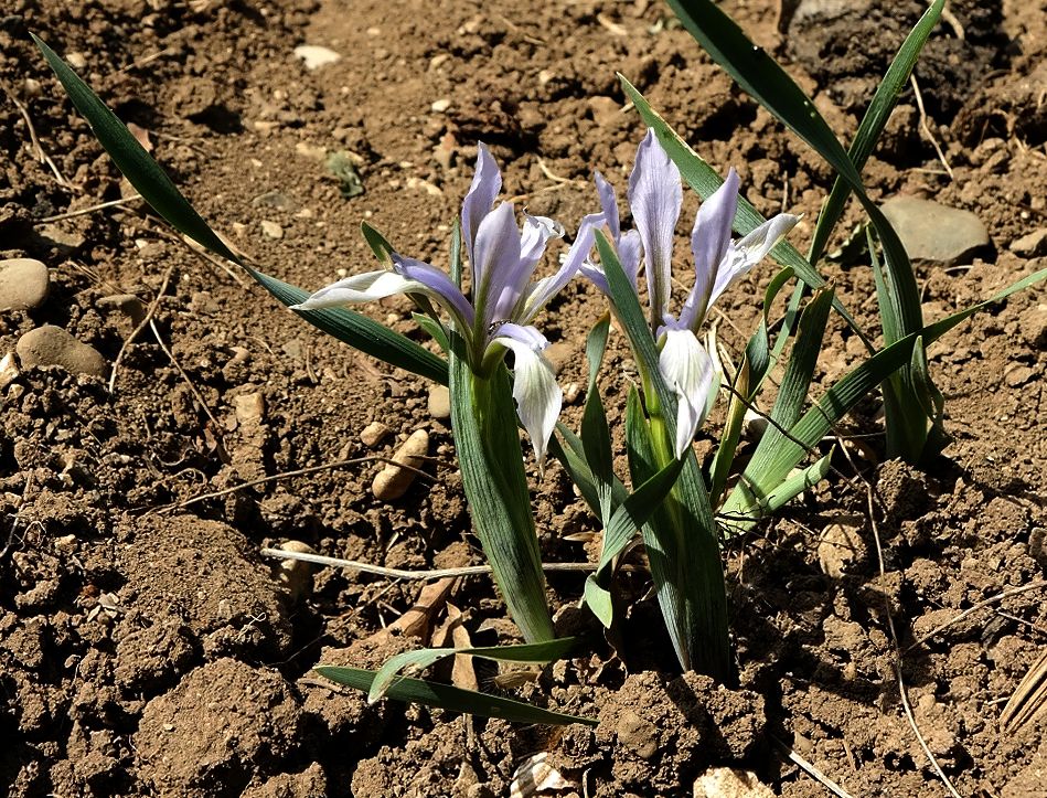 Изображение особи Iris lactea.