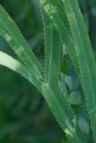 Falcaria vulgaris