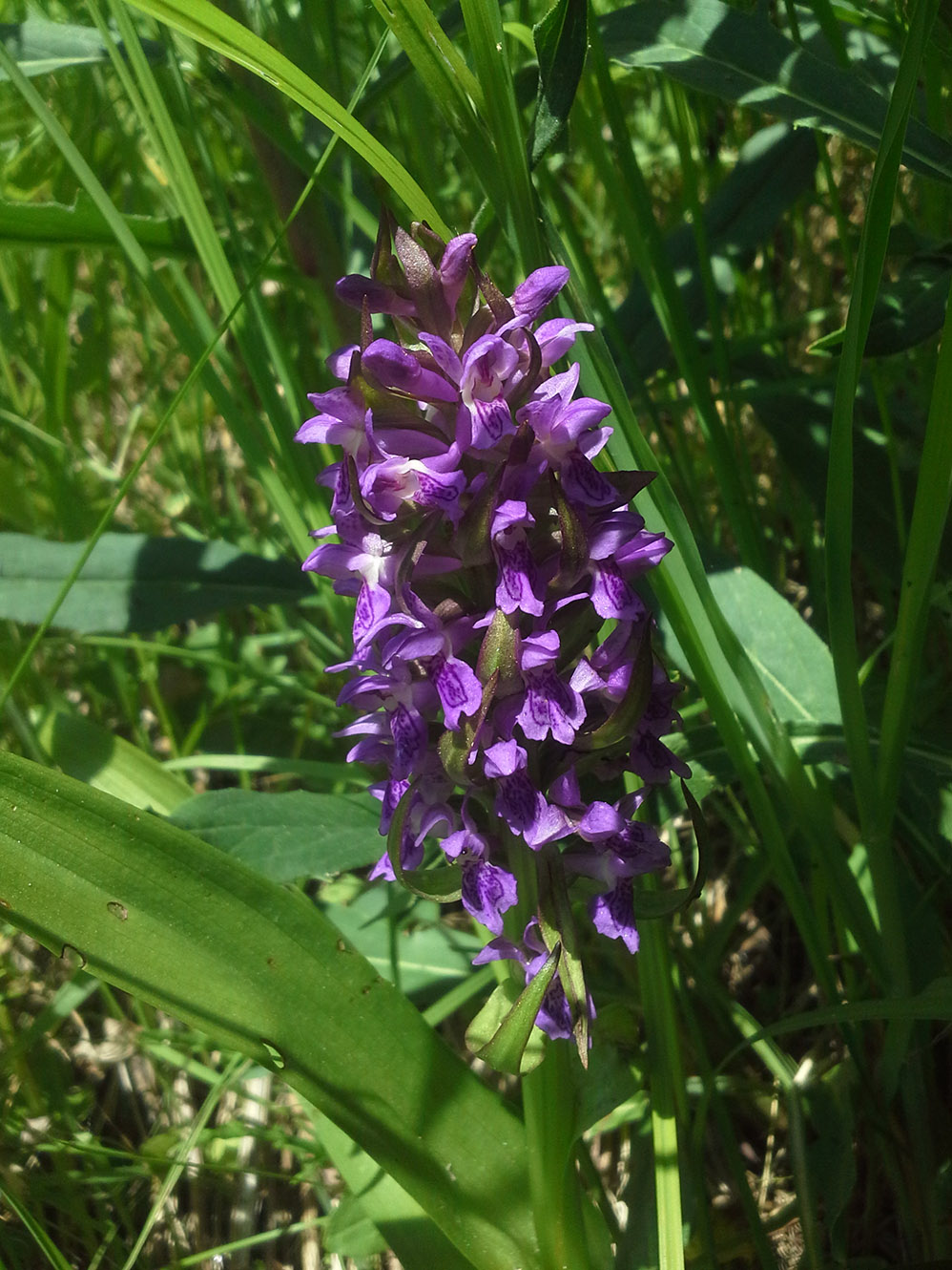 Изображение особи Dactylorhiza incarnata.