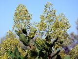 Cotinus coggygria