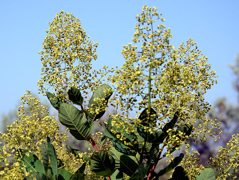 Image of Cotinus coggygria specimen.