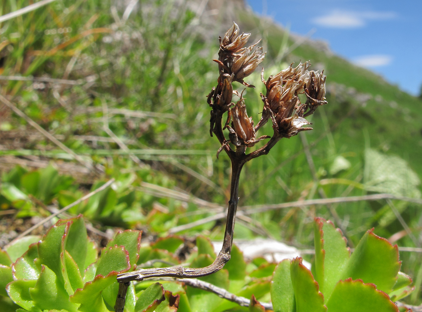 Image of Sedum spurium specimen.