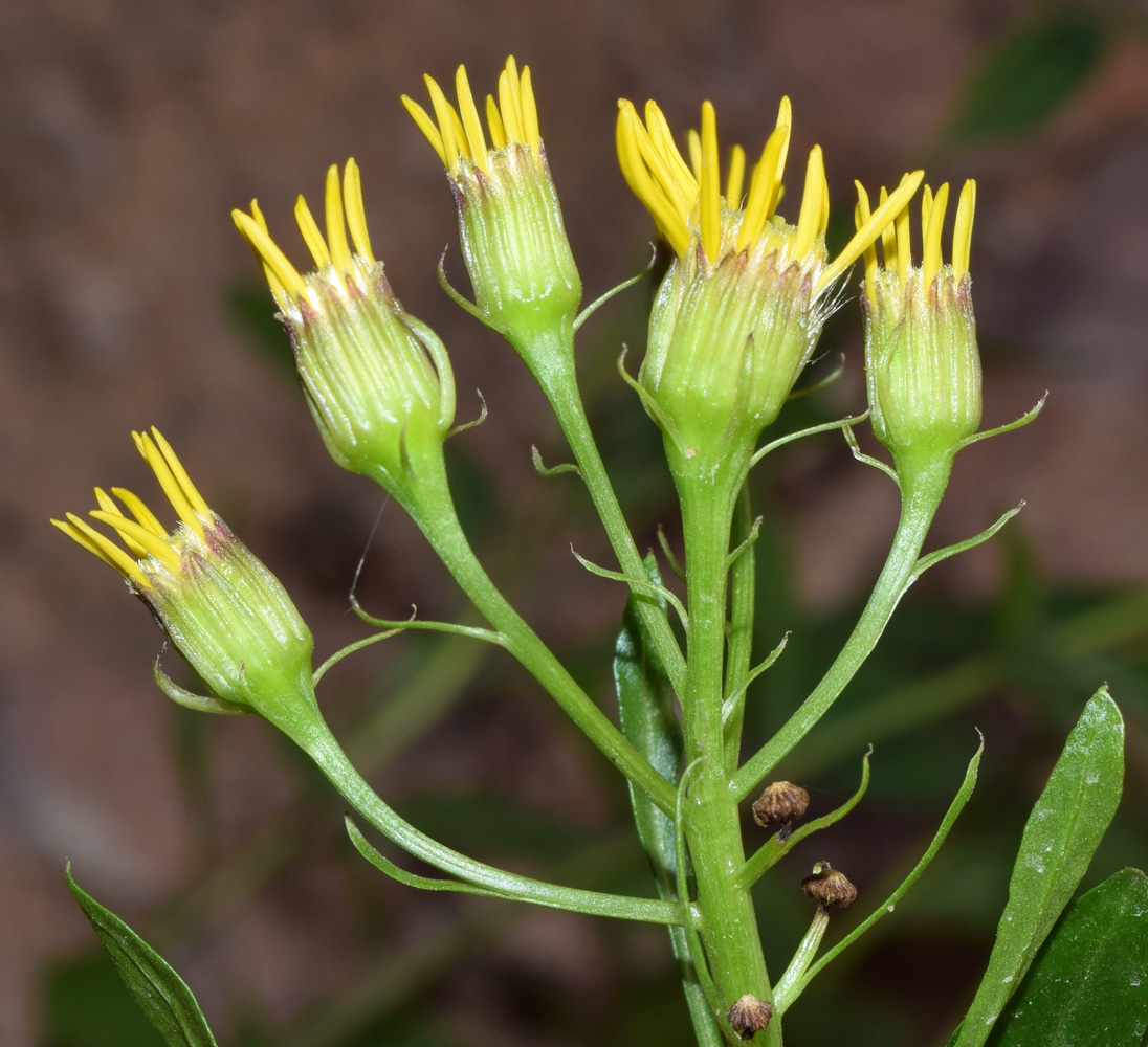 Изображение особи Senecio racemulifer.