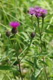 Centaurea phrygia. Верхушки растений с нераспустившимися, распускающимся и цветущим соцветиями. Санкт-Петербург, Пушкинский р-н, Павловский парк, разнотравный луг. 30.06.2016.