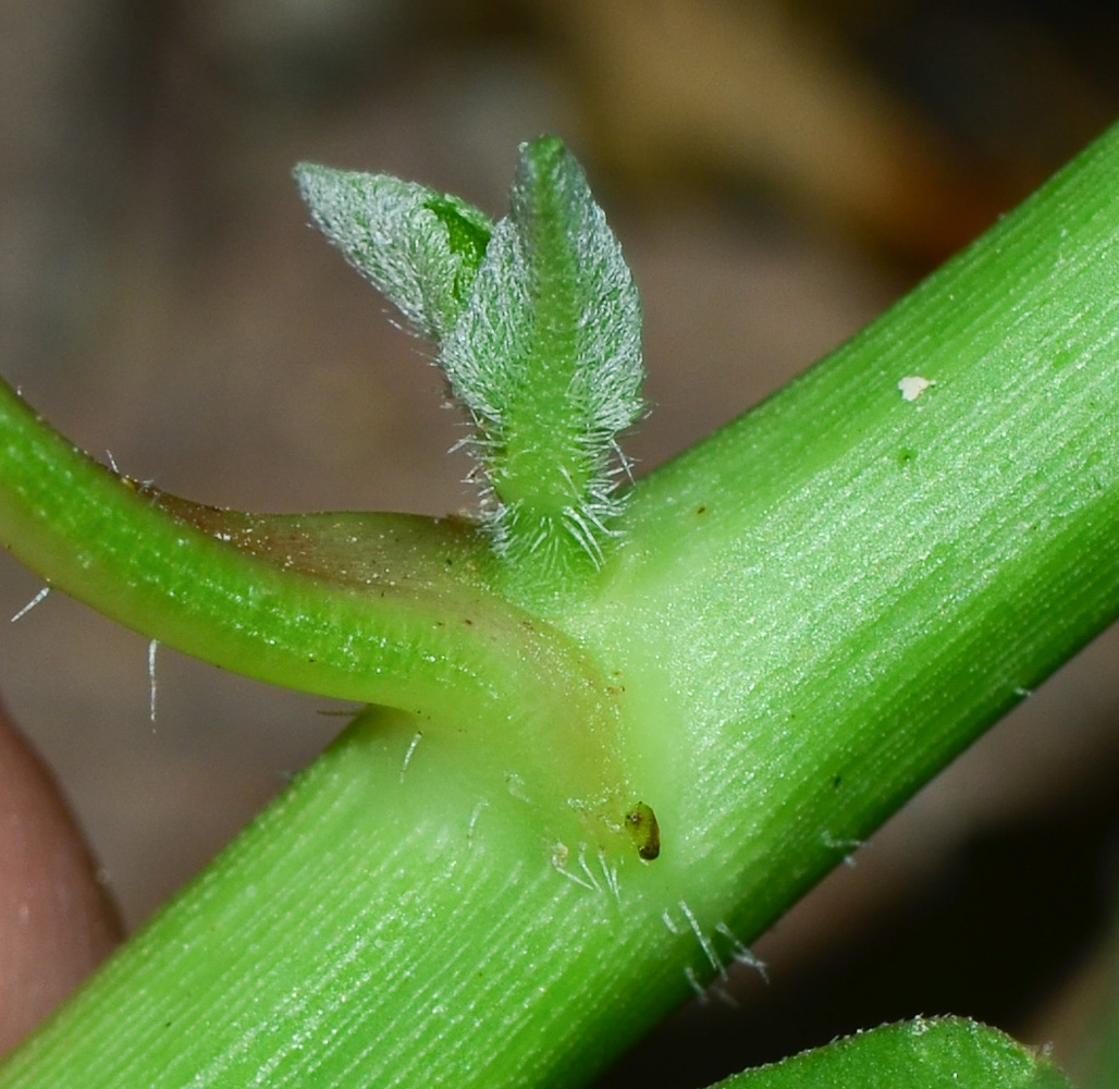 Изображение особи Euphorbia heterophylla.