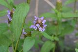 Prunella vulgaris