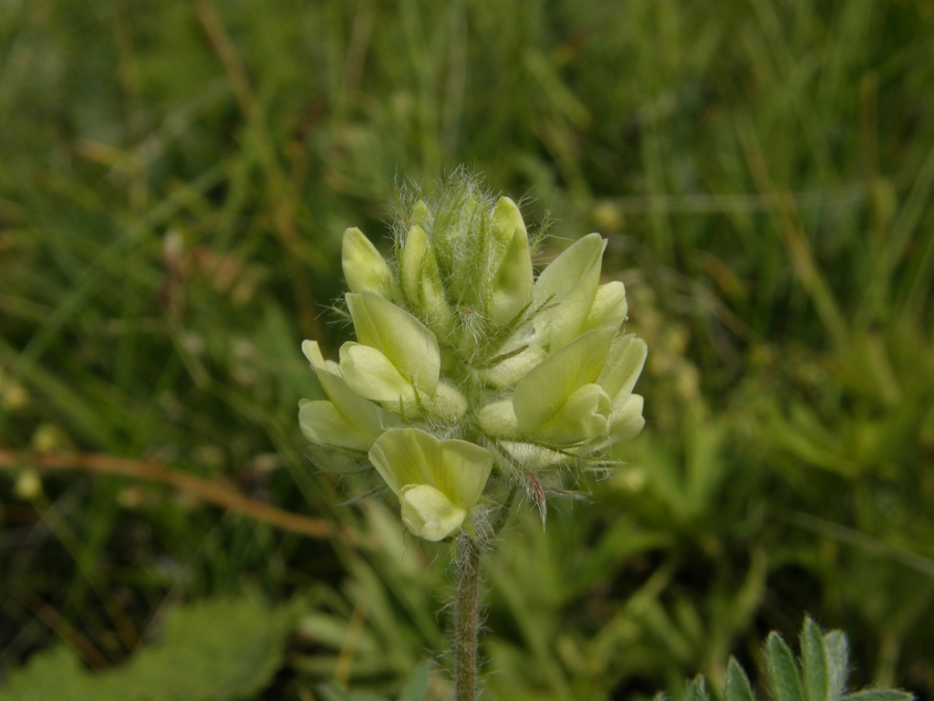 Изображение особи Oxytropis pilosa.