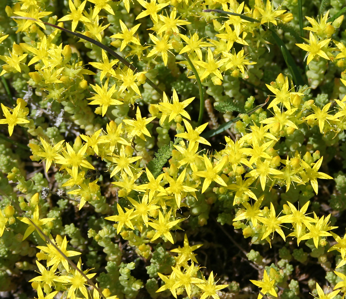 Image of Sedum acre specimen.