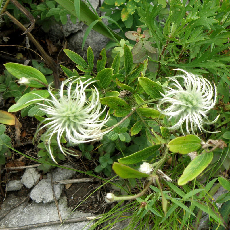 Image of Clematis hexapetala specimen.