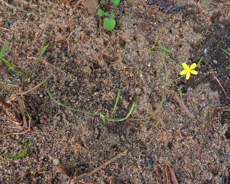 Изображение особи Ranunculus reptans.