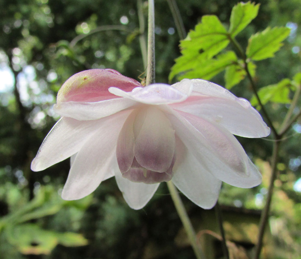 Image of Anemonopsis macrophylla specimen.