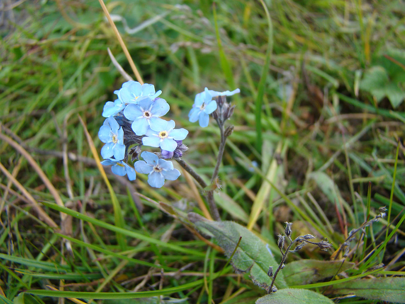 Image of Myosotis asiatica specimen.