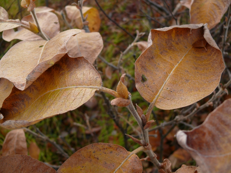 Image of Salix lanata specimen.
