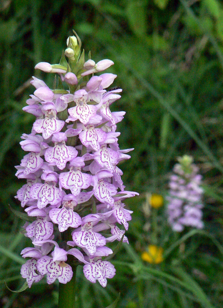 Image of Dactylorhiza baltica specimen.