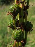 Eremurus tauricus