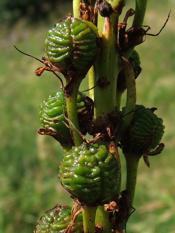 Image of Eremurus tauricus specimen.