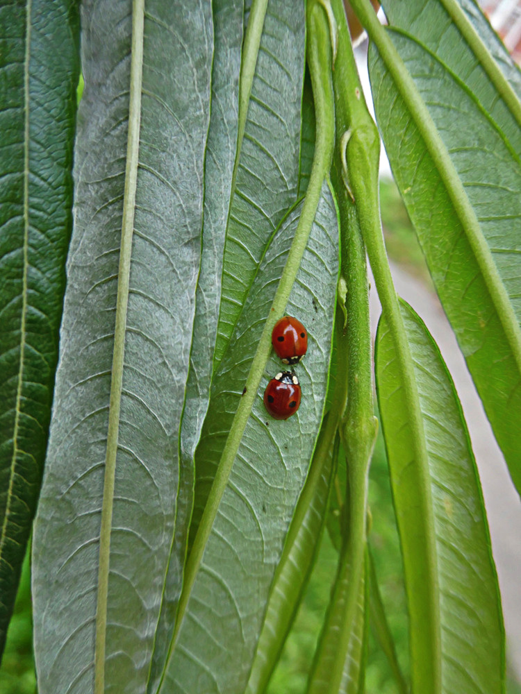 Image of Salix viminalis specimen.