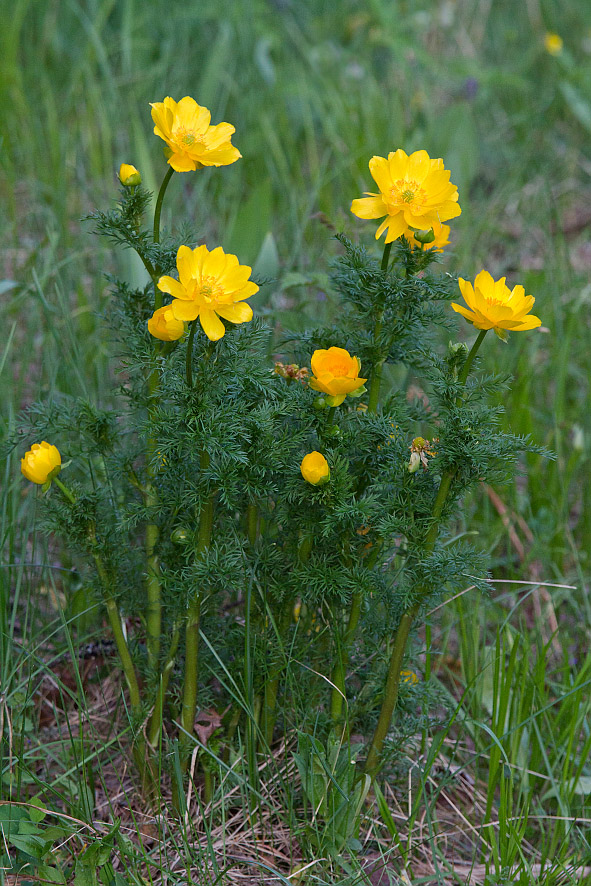 Image of Adonis apennina specimen.