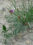 Astragalus aktiubensis