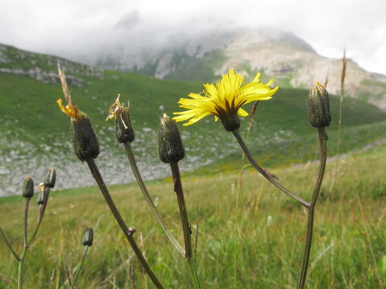 Изображение особи Crepis caucasica.