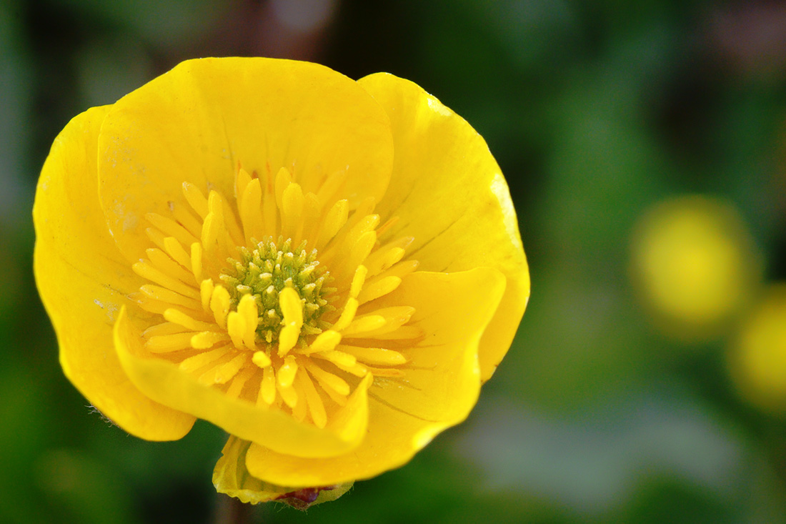 Image of genus Ranunculus specimen.