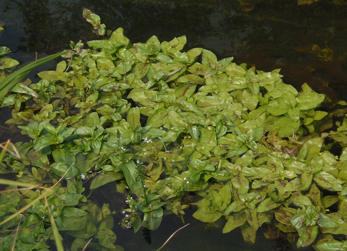 Изображение особи Veronica anagalloides.